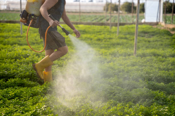 Wasp Removal Services in Heflin, AL