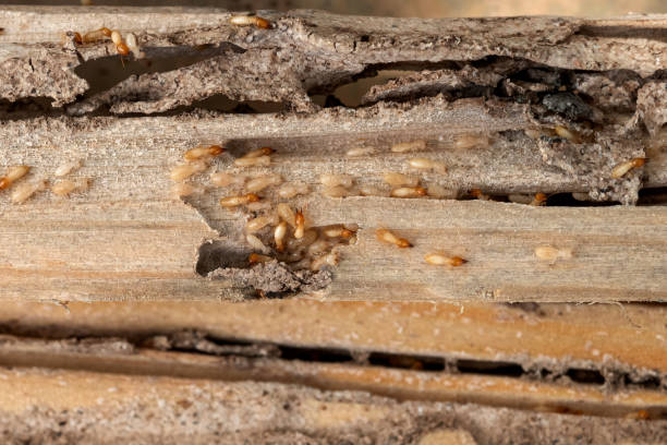 Best Flea Control Services  in Heflin, AL